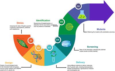 A Synthetic Biology Perspective on the Bioengineering Tools for an Industrial Microalga: Euglena gracilis